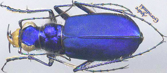 http://www.gorodinski.ru/cicindela/Cicindela coerulea.jpg